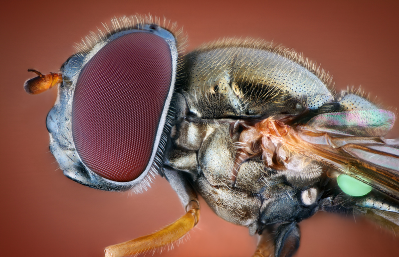 Illustration for article titled Some of the Most Gorgeous Macrophotography We've Seen in Ages